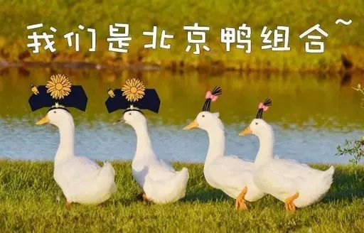 北京填鸭 北京填鸭